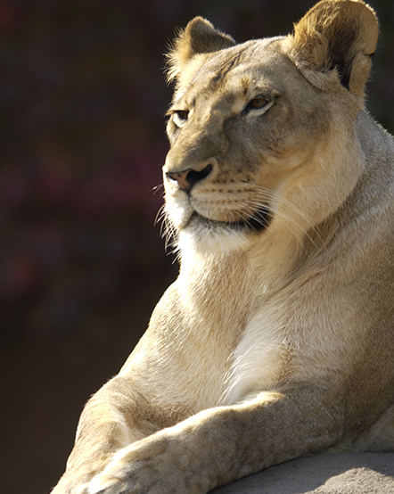 Female African lion in exhibit