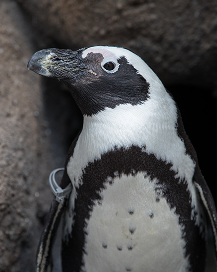 African penguin in exhibit