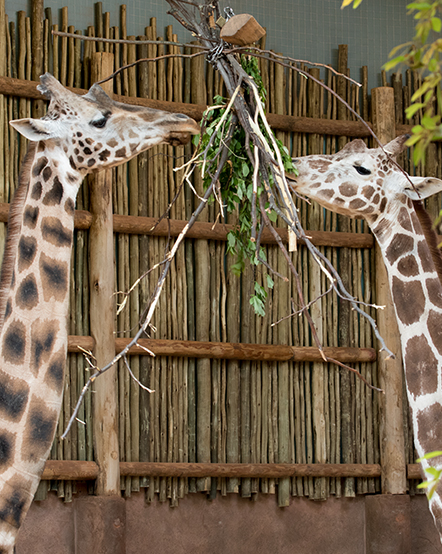 Giraffes eating greens in exhibit