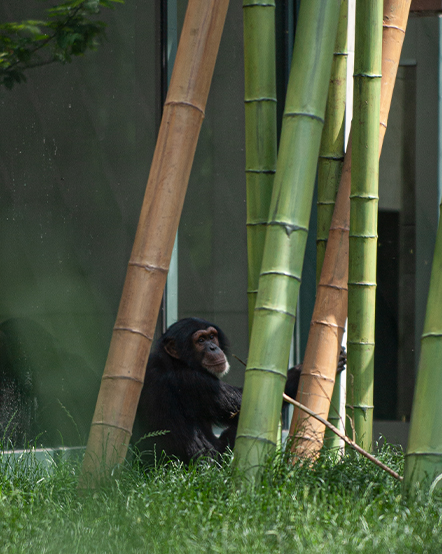 Chimpanzee in exhibit