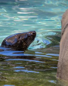 Seal in exhibit