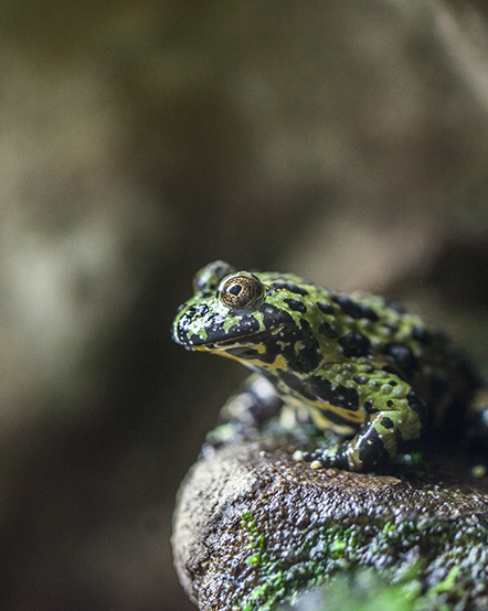 Oriental fire-bellied toad in exhibit
