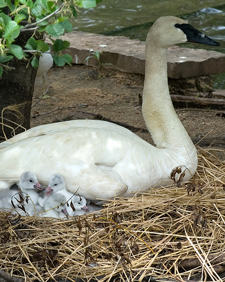 Trumpeter swan with chicks in exhibit