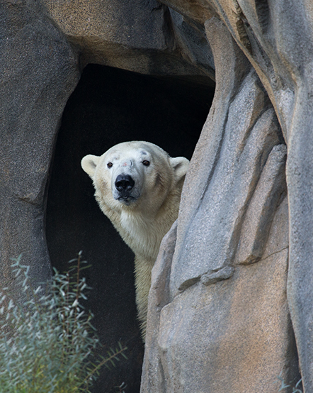 Polar bear in exhibit