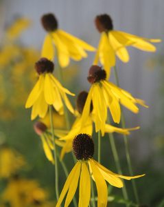 Gray-headed coneflower