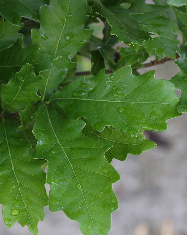 Kindred Spirit Ware's Oak