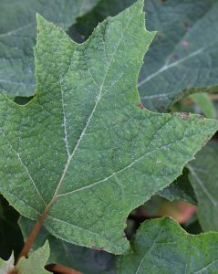 Munchkin oakleaf hydrangea