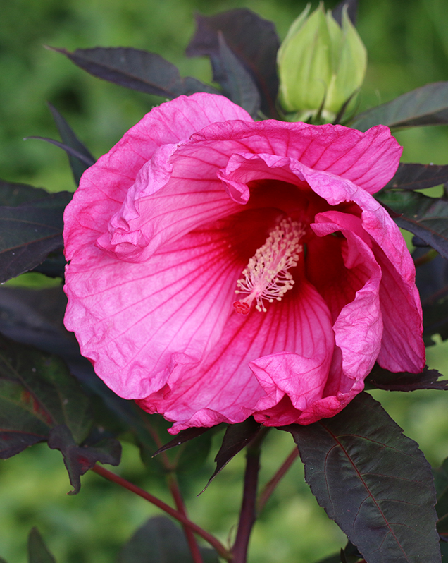 Stardust hardy hibiscus