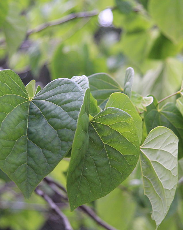 Eastern redbud