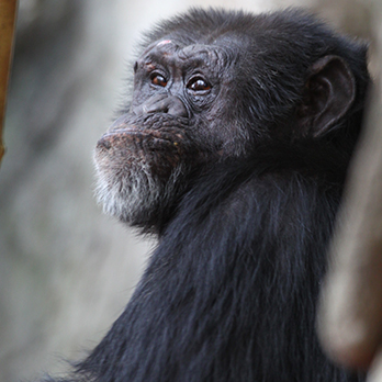 Chimpanzee in exhibit