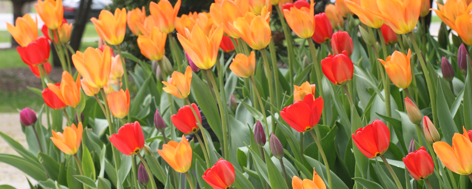 Tulips in bloom
