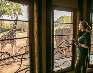 A zoo scientists observing a giraffe in exhibit