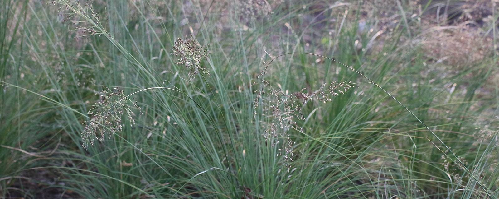 Prairie dropseed