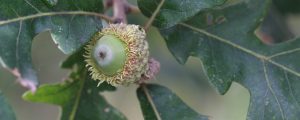 Bur oak