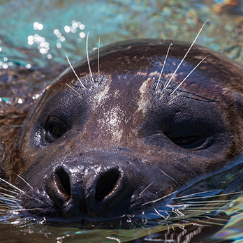 Harbor seal in exhibit