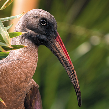 Hadada ibis in exhibit