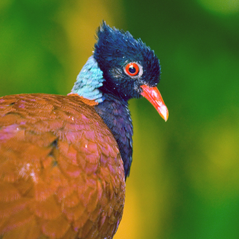 Green-naped pheasant pigeon in exhibit