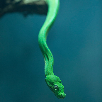 Green tree python in exhibit