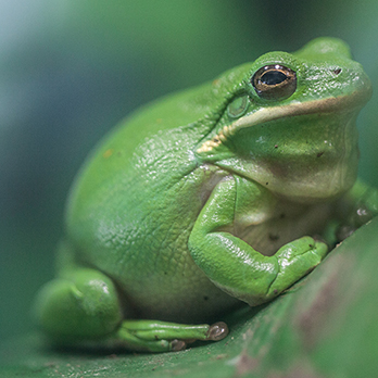 Green tree frog in exhibit