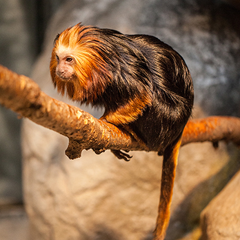 Golden-headed Lion Tamarin - Lincoln Park Zoo Golden-headed Lion Tamarin - Lincoln Park Zoo