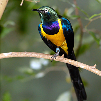 Golden breasted starling in exhibit
