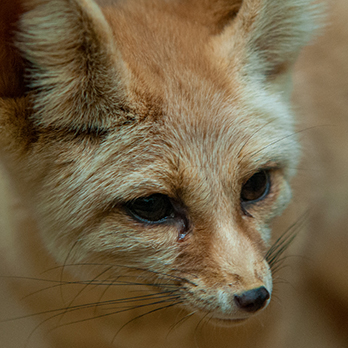 Fennex fox in exhibit