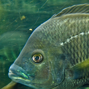Zebra tilapia in exhibit