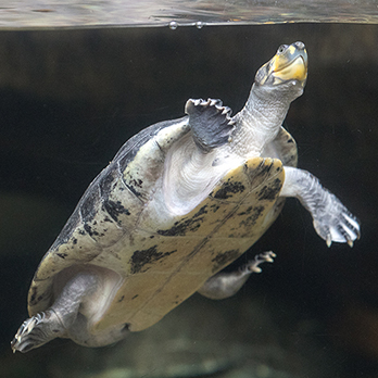 albino fly river turtle