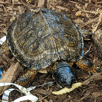Wood turtle in exhibit