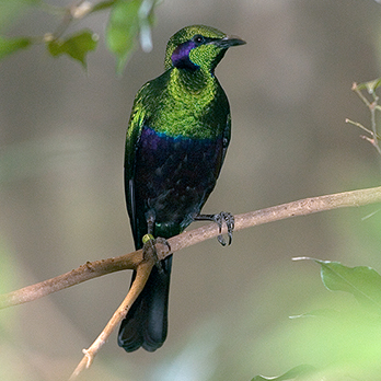 Emerald starling in exhibit