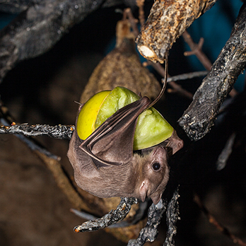 Egyptian fruit bat in exhibit