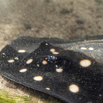 White-blotched river stingray in exhibit