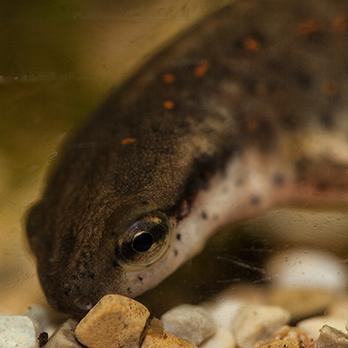 Eastern newt in exhibit