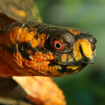 Eastern box turtle in exhibit