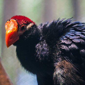 Violaceous turaco in exhibit