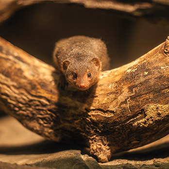 Dwarf mongoose in exhibit