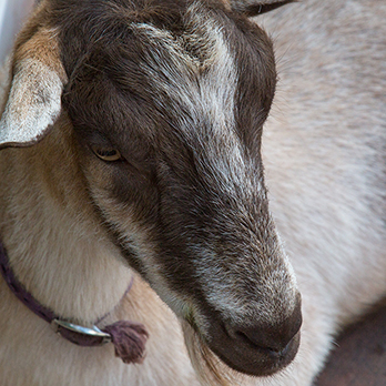 Domestic goat in exhibit