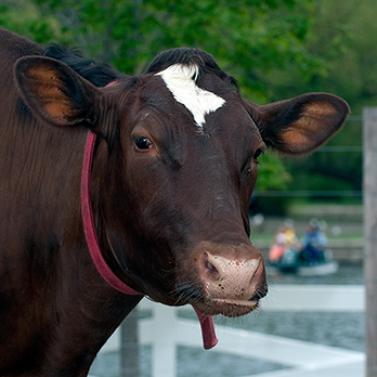 Domestic cow in exhibit