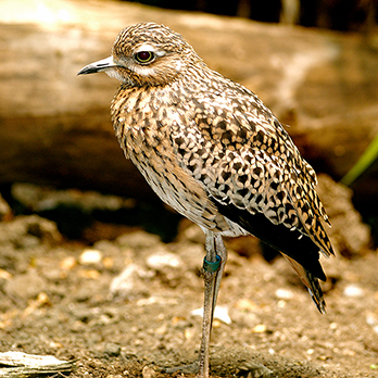 Spotted dikkop in exhibit