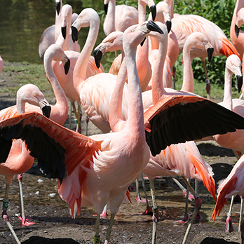 Chilean flamingo in exhibit