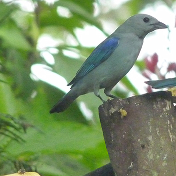Blue-grey tanager in exhibit