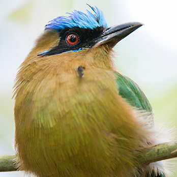 Blue-crowned motmot in exhibit