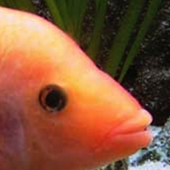 Red devil cichlid in exhibit
