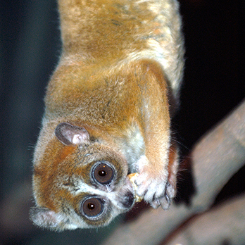 Pygmy slow loris in exhibit