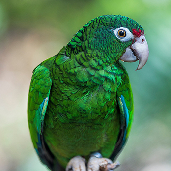 Puerto Rican Parrot - Lincoln Park Zoo