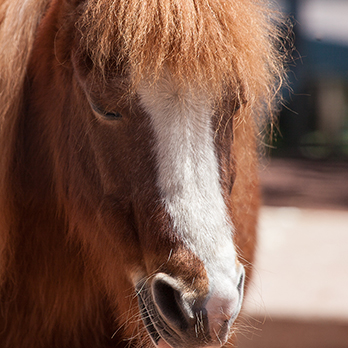 Pony in exhibit