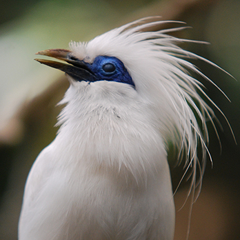 Bali myna in exhibit