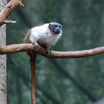 Pied tamarin in exhibit