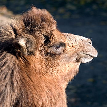 Bactrian camel in exhibit