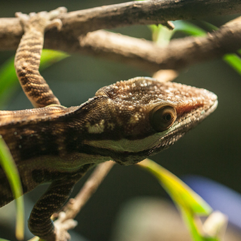 Oriente knight anole in exhibit